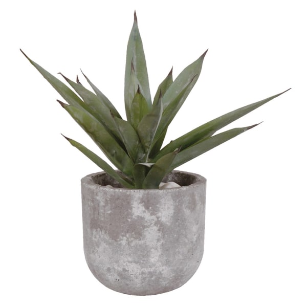 Aloe Plant in Cement Pot