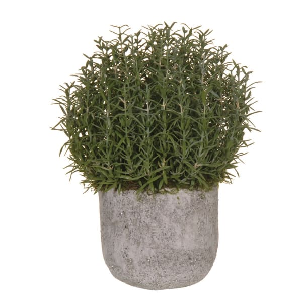 Rosemary Bush Ball in Cement Pot