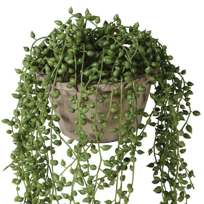 String of Pearl in Cement Pot
