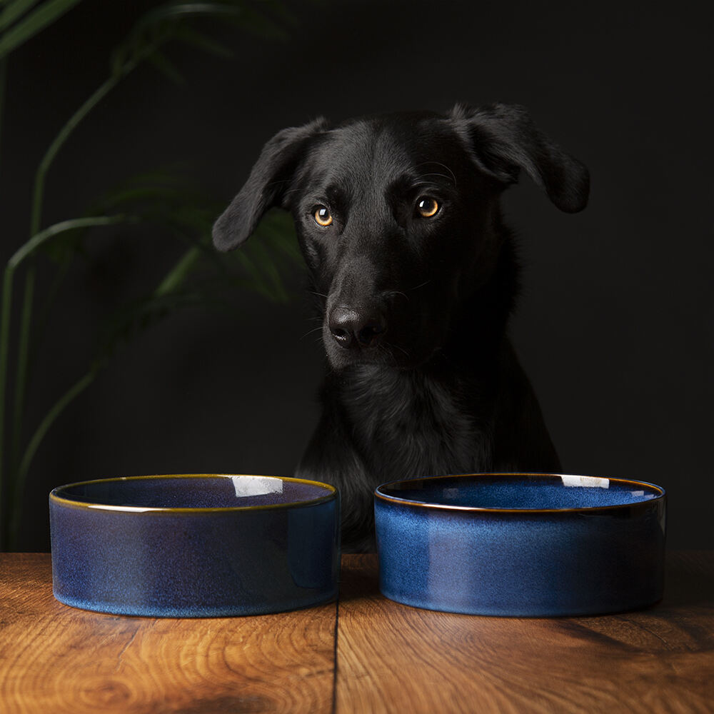 Scruffs Reactive Glaze Food Bowl - Midnight Blue