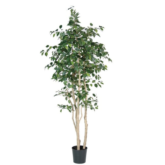 Green Multi-stem Ficus Tree in Black Plastic Pot